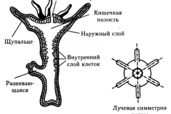 Кракен рабочая ссылка 2024